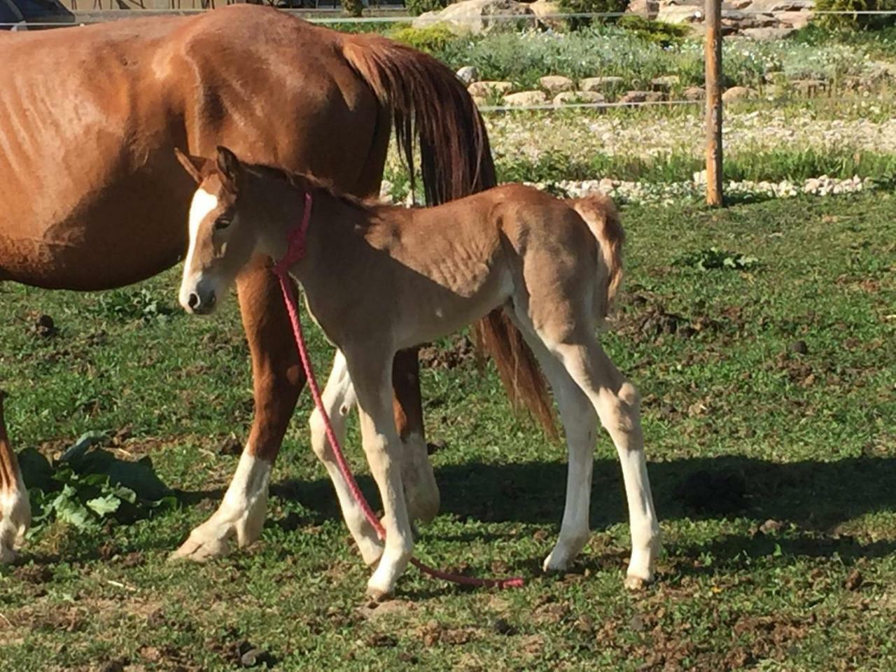 Villa Cheval Aukstadvaris Luaran gambar