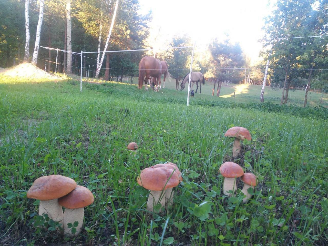 Villa Cheval Aukstadvaris Luaran gambar