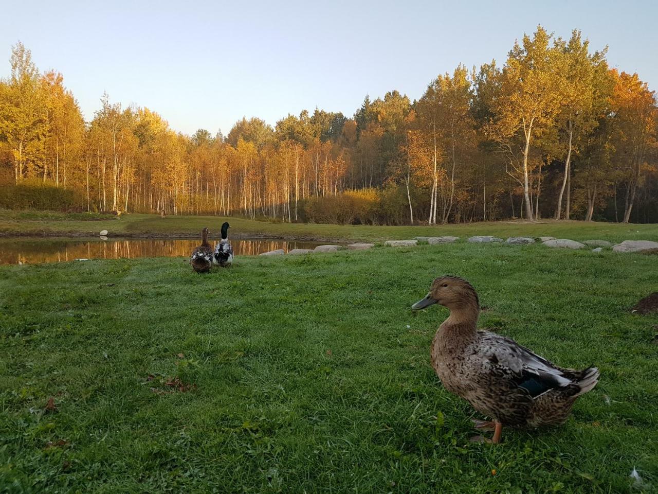 Villa Cheval Aukstadvaris Luaran gambar